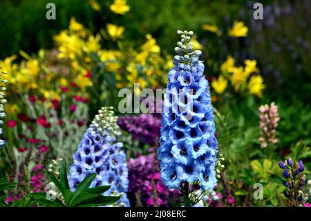 Tall Spiky Blue Delphinium Elatum 'Sweethearts' (Candle Larkspur) Blumen angebaut an RHS Garden Harlow Carr, Harrogate, Yorkshire, England, UK. Stockfoto