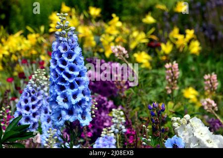 Tall Spiky Blue Delphinium Elatum 'Sweethearts' (Candle Larkspur) Blumen angebaut an RHS Garden Harlow Carr, Harrogate, Yorkshire, England, UK. Stockfoto