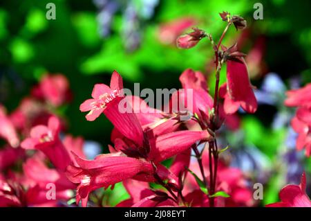 Rote Penstemon (Bartsprachen) 'Andenken an Friedrich Hahn' Blumen, die im RHS Garden Harlow Carr, Harrogate, Yorkshire, England, Großbritannien, angebaut werden. Stockfoto
