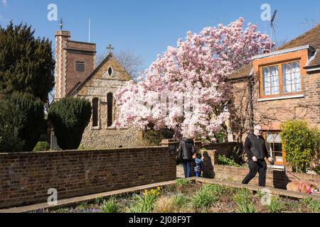 Schöne rosa Magnolienblüten in der St. Mary's Church, Barnes, London, SW13, England, VEREINIGTES KÖNIGREICH Stockfoto
