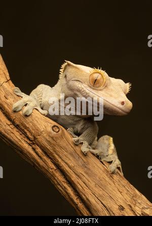 Ein Crested Gecko (Correlophus ciliatus), auch bekannt als Eyelash Gecko, der auf einem Ast klettert Stockfoto