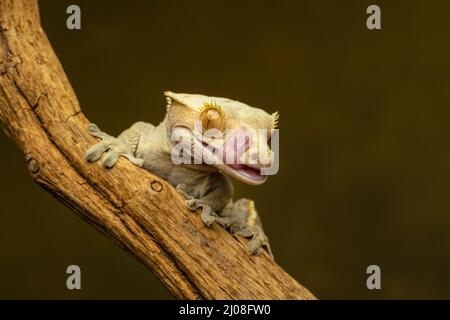 Crested Gecko (Correlophus ciliatus), auch bekannt als Eyelash Gecko, klettert einen Ast und leckt sein Gesicht mit seiner langen rosa Zunge Stockfoto