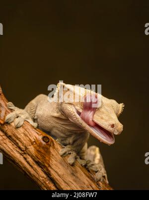 Crested Gecko (Correlophus ciliatus), auch bekannt als Eyelash Gecko Stockfoto