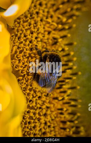 Eine Nahaufnahme einer Biene auf einer Sonnenblume, mit einer geringen Schärfentiefe Stockfoto