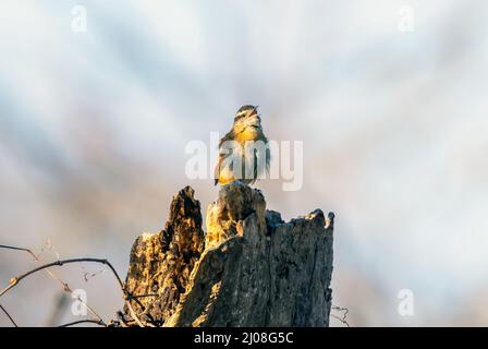 Carolina Wren thront auf einem Baumstumpf, Bombay Hook, Delaware, USA Stockfoto