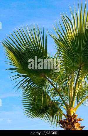 Große grüne Äste auf Palmen Bäume gegen den Himmel in den Tropen. Stockfoto