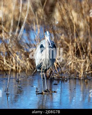 Great Blue Heron on on on Ice, Bombay Hook, USA Stockfoto