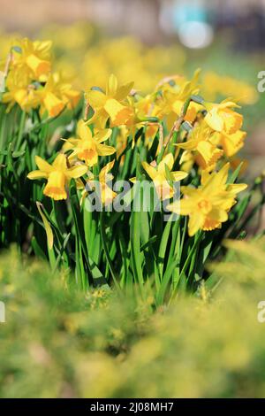 Gruppe kleiner Narzisse aus Narzissen im Frühling bei Sonnenschein selektiver Fokus mit geringer Schärfentiefe Stockfoto