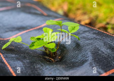 Junge Erdbeerpflanze im Garten Stockfoto