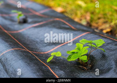 Junge Erdbeerpflanze im Garten Stockfoto