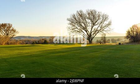 Sunset Meadow - Herbstansicht eines großen Baumes, der auf einer grünen Wiese am Fuße der Front Range der Rocky Mountains steht. Denver-Lakewood Stockfoto