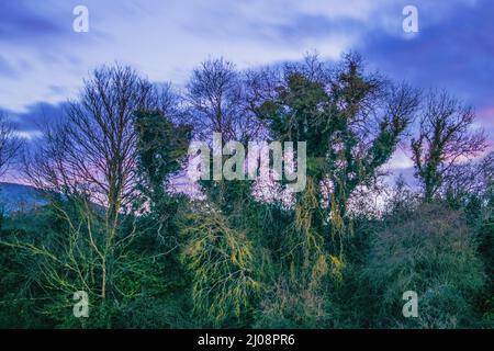 Bäume wachsen im Wald während eines wolkigen violetten Sonnenuntergangs Stockfoto