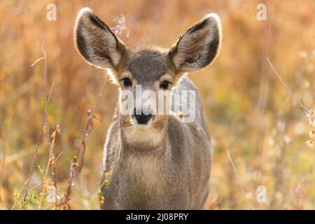 Young Mule Deer - Nahaufnahme eines jungen Maultierhirsches, der an einem sonnigen Herbstabend auf einer Bergwiese steht. Chatfield State Park, CO, USA. Stockfoto