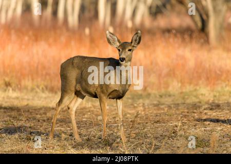 Autumn Mule Deer - Ein Maultier, das an einem hellen Herbstabend auf einer Wiese am Rande eines Bergwaldes alarmiert steht. Chatfield State Park, CO, USA. Stockfoto