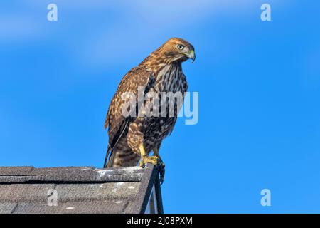 Red-tailed Hawk – Nahaufnahme eines Rotschwanzhackkäfers, der an einem sonnigen Wintertag auf einem Bergrücken eines Wohnhausdachs steht. Lakewood, CO, USA. Stockfoto