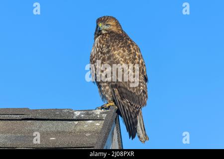 Red-tailed Hawk – Ein Rotschwanzfalke, der auf einem Kamm eines Wohnhausdachs steht, wobei sich der Kopf leicht nach links dreht. Lakewood, CO, USA. Stockfoto