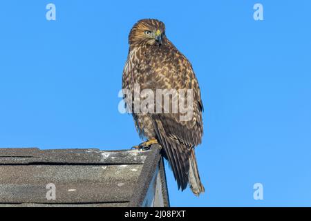 Red-tailed Hawk – Ein Rotschwanzfalke, der auf einem Kamm eines Wohnhausdachs steht und dessen Kopf sich nach hinten wendet. Lakewood, Colorado, USA. Stockfoto