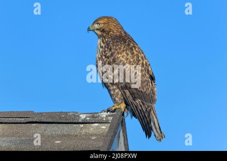 Red-tailed Hawk – Nahaufnahme eines Rotschwanzhackkäfers, der auf einem Randrand eines Wohnhausdachs steht. Lakewood, Colorado, USA. Stockfoto