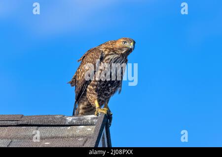 Red-tailed Hawk – Ein Rotschwanzfalke, der auf einem Randende eines Wohnhausdachs auf der Suche nach Beute ist. Lakewood, Colorado, USA. Stockfoto