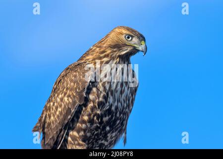 Red-tailed Hawk – Nahaufnahme eines Rotschwanzhawks gegen den sonnigen blauen Himmel. Lakewood, Colorado, USA. Stockfoto