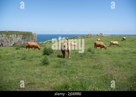 Herde von Kühen auf einer hügeligen grünen Wiese unter einem blauen Himmel im Sonnenlicht im Frühjahr Stockfoto