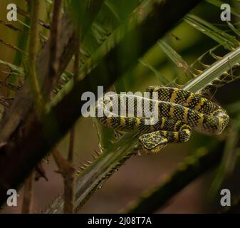 Shallow Focus Aufnahme einer Tropidolaemus wagleri Schlange, die auf einem grünen Palmenblatt kriecht Stockfoto