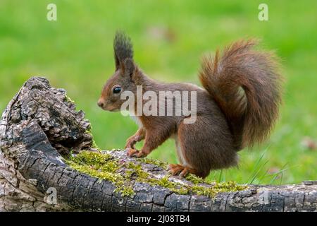Süßes eurasisches rotes Eichhörnchen (Sciurus vulgaris) mit großen Ohrbüscheln, die im Frühjahr in einem Baumstumpf versteckt nach Nüssen suchen Stockfoto