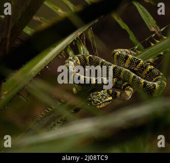 Shallow Focus Aufnahme einer Tropidolaemus wagleri Schlange, die auf einem grünen Palmenblatt kriecht Stockfoto