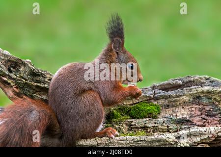 Süßes eurasisches rotes Eichhörnchen (Sciurus vulgaris) mit großen Ohrbüscheln, die im Frühjahr Haselnüsse/Nüsse aus dem Futterspeicher fressen, der im Baumstumpf versteckt ist Stockfoto