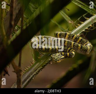 Shallow Focus Aufnahme einer Tropidolaemus wagleri Schlange, die auf einem grünen Palmenblatt kriecht Stockfoto