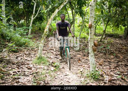 Der Kakaobauer begutachtet sein Grundstück auf einem Fahrrad, Côte d'Ivoire Stockfoto