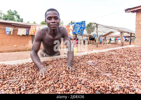 Arbeiter auf dem Kakao-Trocknungsbett, Côte d'Ivoire Stockfoto