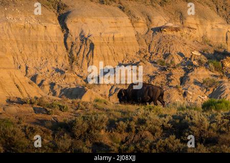Ein Bison mit den Badlands im Hintergrund im Theodore Roosevelt National Park, North Dakota. Stockfoto
