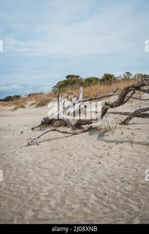 Altes Treibholz am Strand an der Küste Georgiens. Tybee Island. Negativer Platz für Kopie. Stockfoto