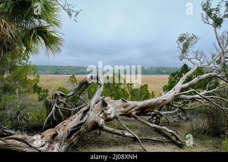 Gefallener Baum, umrahmt von sabal-Palmen, mit Blick auf eine weite, grasbewachsene Ebene. Küste von Georgia, USA. Stockfoto