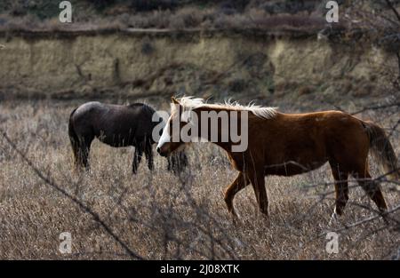 Ein wildes Pferd im Theodore Roosevelt National Park, das durch die Prärie mit den Badlands im Hintergrund geht. Stockfoto