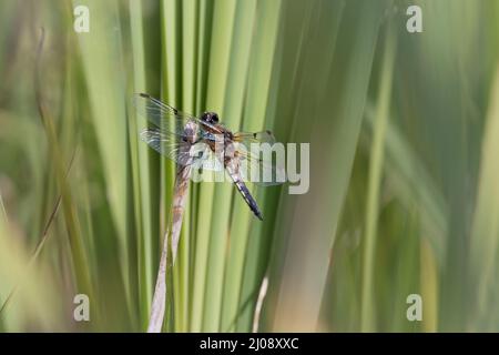 Auf dem Schilf des Naturparks Norfolk ruht ein weiblicher, breitkörperiger Verfolger (Libellula depressa) Stockfoto