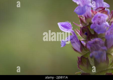 Die kleine violette Blume der Selbstheilung (Prunella vulgaris) wächst im feuchten Grasland bei Thompson Common, Norfolk Stockfoto