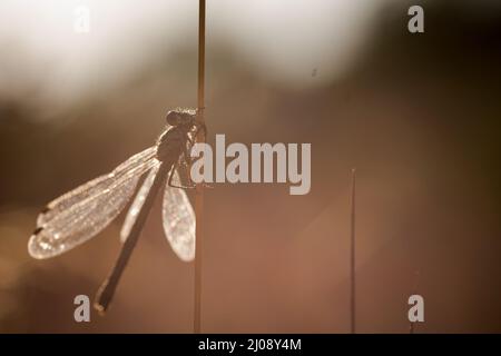 Weibliche Smaragddamselfly (Lestes sponsa), die auf den Seggen sitzt, während die Sonne hinter ihr in einem Norfolk-Naturschutzgebiet in Thompson Common aufgeht Stockfoto