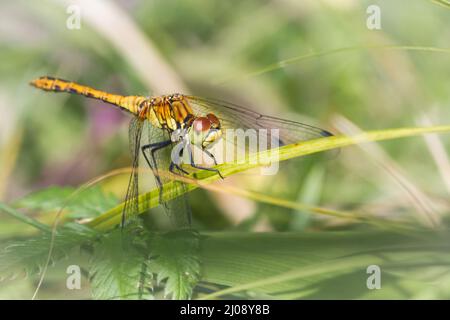 Das weibliche Ruddydarter (Sympetrum sanguineum) ruht auf den Gräsern der Wiese bei Thompson Common Stockfoto