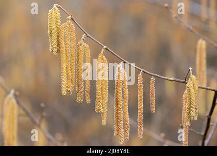 Nahaufnahme des Zweiges mit mehreren häufigen Hasel-Blüten auf dem verschwommenen Hintergrund Stockfoto