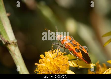 Leuchtend rote und schwarze Zimtwanze (Corizus hyoscyami), die sich in den gelben Blüten in der Nähe des Flusses Teign in Devon ernährt Stockfoto