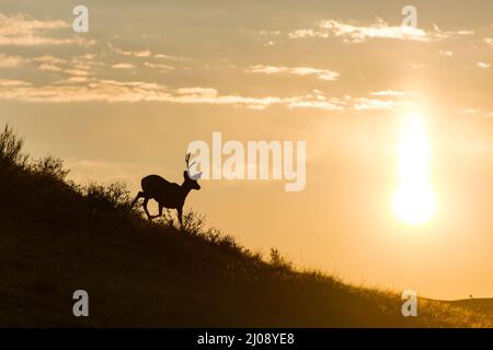 Eine Silhouette eines Maultierhirsches, das vergießen wird, während er einen Hügel im Theodore Roosevelt National Park, North Dakota, hinunterläuft. Stockfoto