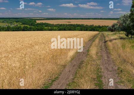 Juni Landschaft mit Erde Straße neben reifen Weizenfeld in der Nähe von Dnipro Stadt in der Zentralukraine Stockfoto