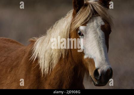 Nahaufnahme eines wilden Pferdes im Theodore Roosevelt National Park, North Dakota. Stockfoto