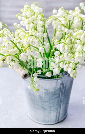 Lilly of the Valley blüht im silbernen Eimer. Einrichtung im Frühling Stockfoto
