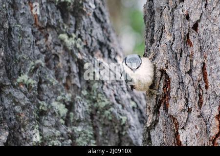 Eurasischer oder gewöhnlicher Nuthatch-Vogel im Wald auf der Suche nach Nahrung - Zedernnüsse. Vogelbeobachtung und Biologie Konzept Stockfoto