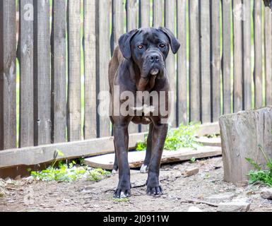 Porträt eines großen schwarzen Hundes im Hofhaus. Stockfoto