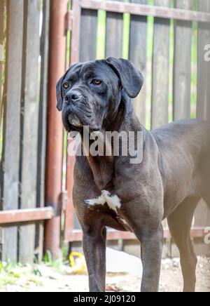 Vertikales Porträt eines großen schwarzen Hundes im Freien. Stockfoto