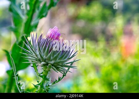 Wild wachsende Distel auf grünem unscharfem Hintergrund. Onopordum acanthium (Distel aus Baumwolle, Distel aus schottischer Baumwolle oder Distel aus schottischer Baumwolle) Stockfoto